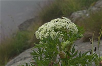 �~���}�[���R