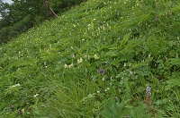 ���Ԕ����L����B