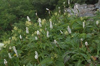 �C�u�L�g���m�I