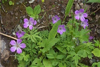 �n�N�T���t�E��