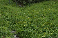 �Ԃ̒��̓V�i�m�L���o�C����Q���B