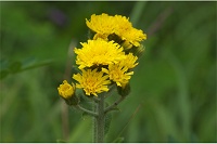 �A�J�C�V�R�E�]���i