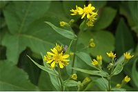 �A�L�m�L�����\�E