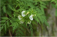 �Z���o�V�I�K�}