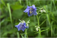 �k�x���Y��̃~���}�n�i�V�m�u