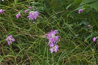 �^�J�l�i�f�V�R