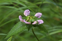 �g���G�V�I�K�}