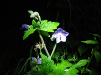 �^�J�l�O���i�C�t�E���͑����B