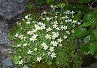 �Èłɍ炭�^�J�l�c���O�T�B