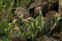 �^�J�l���n�Y�n�n�R