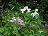 ���}�A�W�T�C�ƃV���c�P�\�E�B