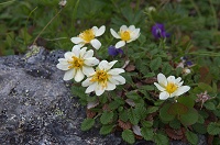 �`���E�m�X�P�\�E