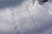 ��̏�ɏ������̑��Ղ���R�_�݂��Ă����B