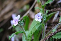 ���F�̉Ԃ��������}�����\�E