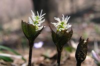 �R���e�ɂЂ�����ƃq�g���V�Y�J���炢�Ă���