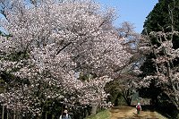 この桜の木は大人気だった!
