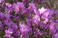 ミツバツツジの紫色の花が鮮やか!