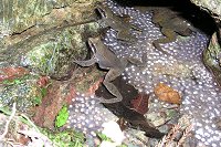 産卵を終えたタゴガエルたち