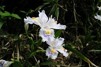 �V���K�̉ԁA���\�Y��I