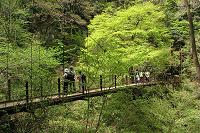 �l�C�݂̒苴�B�V�΂Ɉ͂܂���Y��`