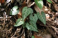 �t�C���q�i�X�~���̗t�B�R�����{����ɒW���s���N�̉Ԃ��炩����B