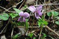 ���ړ��ẴA�P�{�m�X�~���B