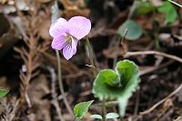 ��R�߂��ɍ炢�Ă����A�P�{�m�X�~��