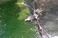 ���������΂ރJ���B