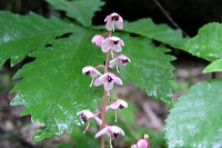 �}���o�m�C�`���\�E