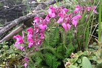 �~���}�V�I�K�}�́A�^�J�l�V�I�K�}���t�̐؂ꍞ�݂��ׂ����ł��B