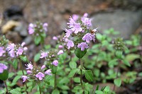 �C�u�L�W���R�E�\�E